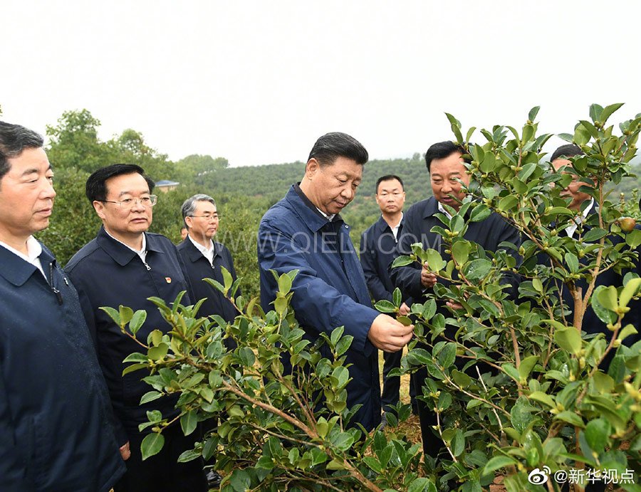 光山油茶籽榨油設(shè)備，山茶籽油榨油機(jī)廠家(圖1)