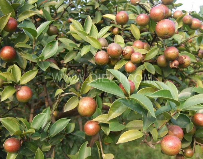 茶籽油壓榨設(shè)備認準(zhǔn)企鵝機械，性能穩(wěn)定操作便利(圖1)